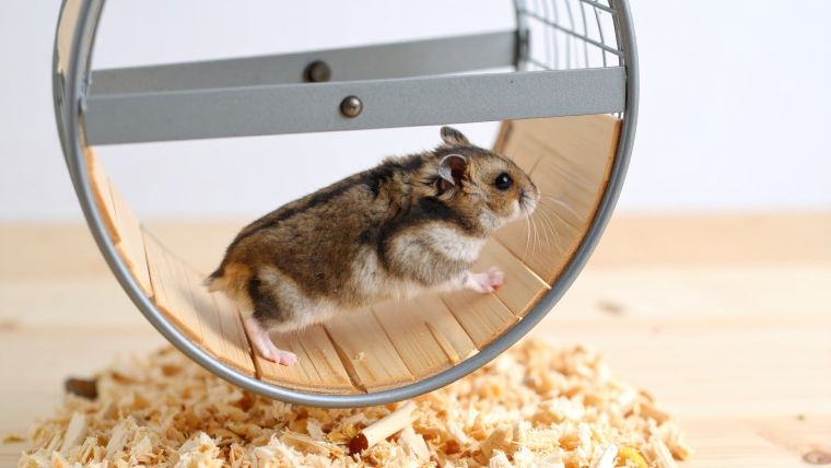 Medium Vecteezy Small Hamster Runs Energetically On Wooden Exercise Wheel 69249041 Medium