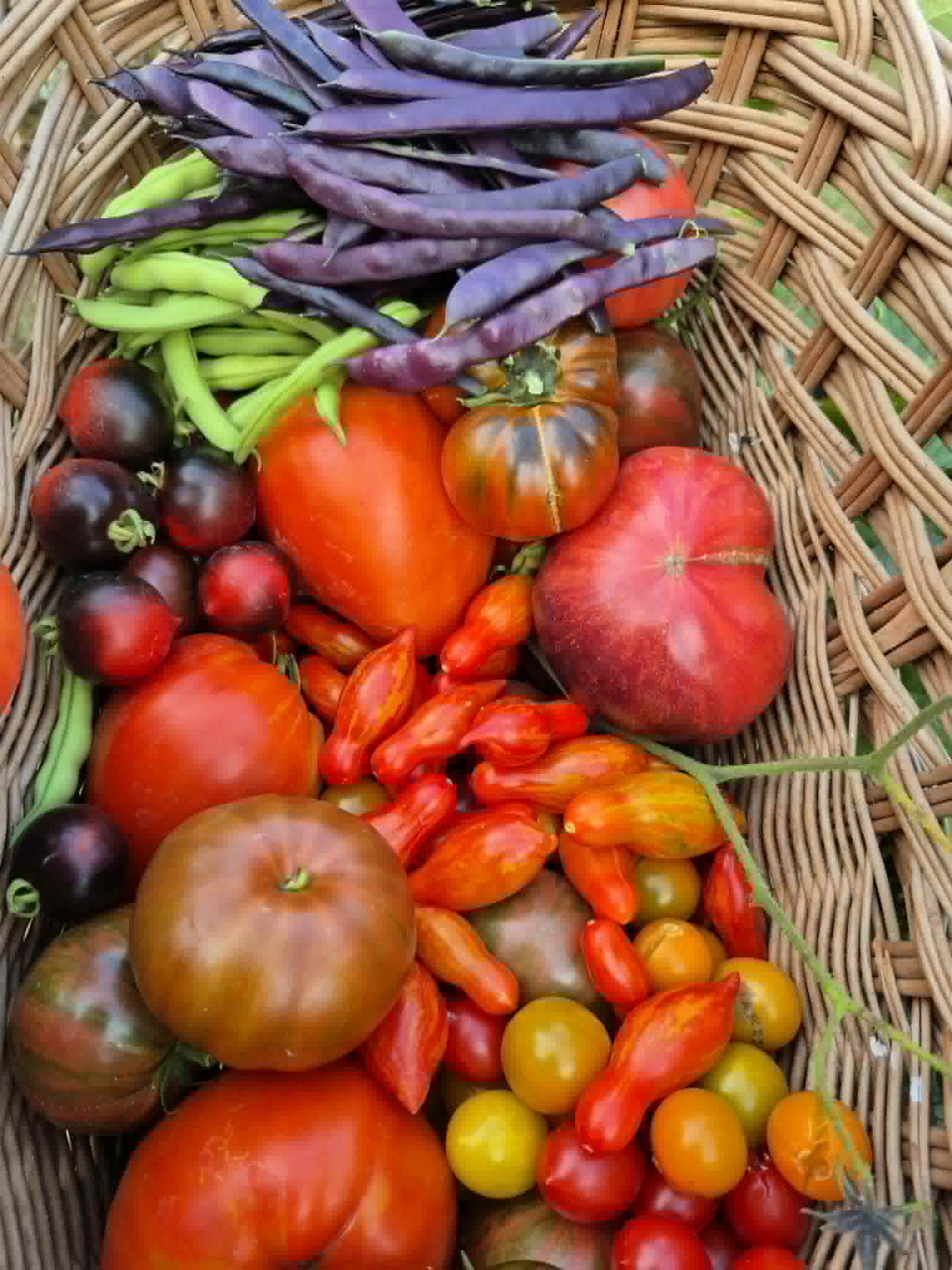 Bønner og tomater
